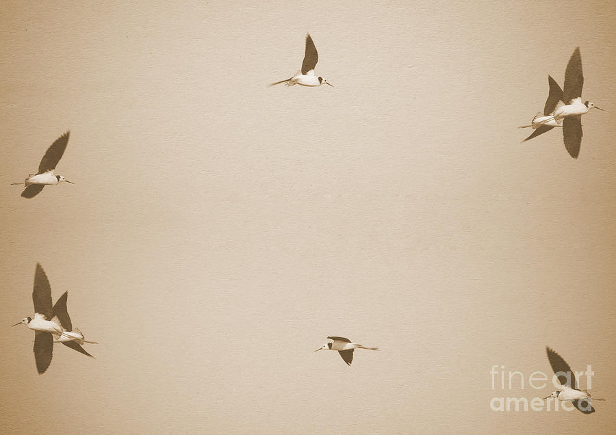Flying Birds #2 Photograph by THP Creative