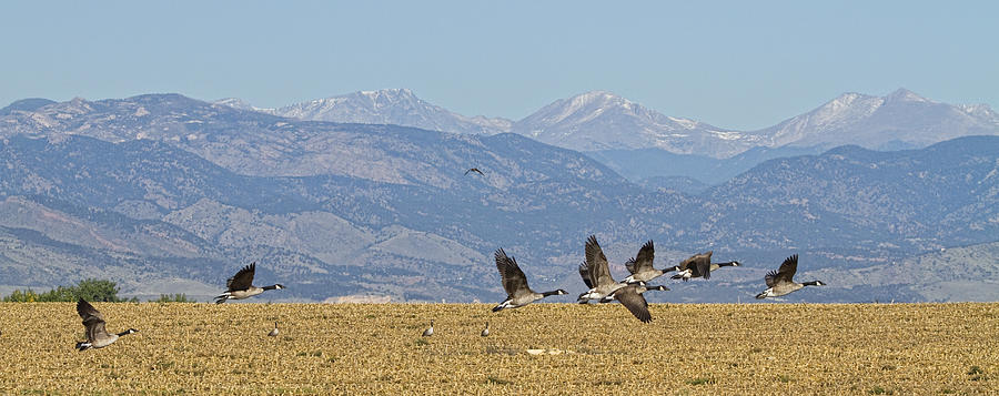 Flying Canadian Geese Colorado Rocky Mountains 1 #1 Photograph by James BO Insogna
