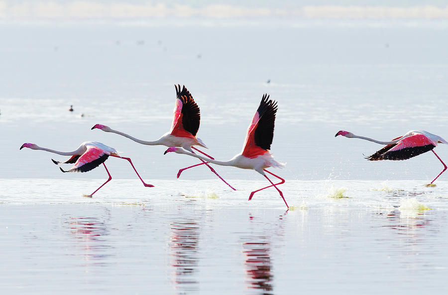 Flying Flamingo #2 Photograph by Ivanmateev