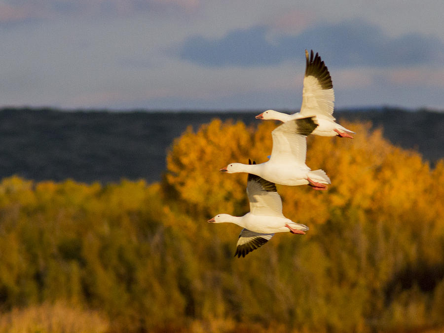 Flying Snow Geese #2 Photograph by Jean Noren