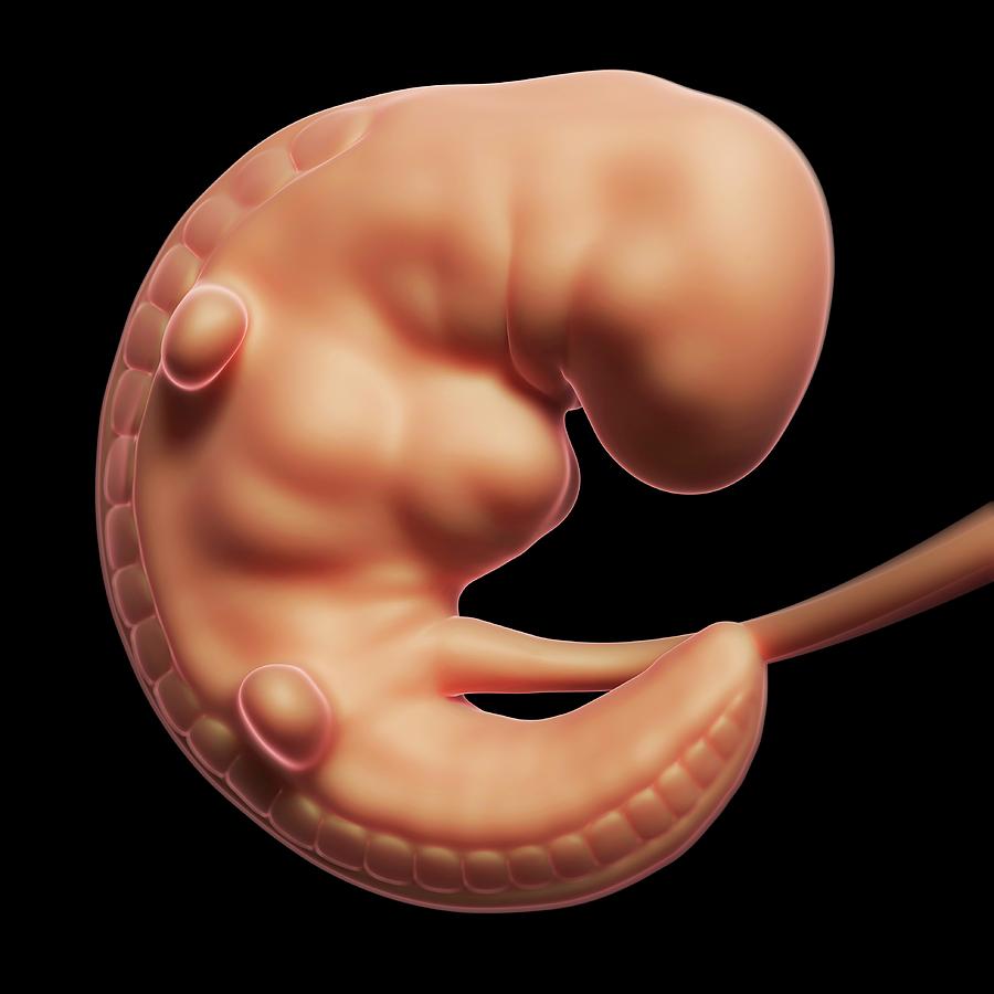 Foetus At 1 Month #2 Photograph by Sebastian Kaulitzki