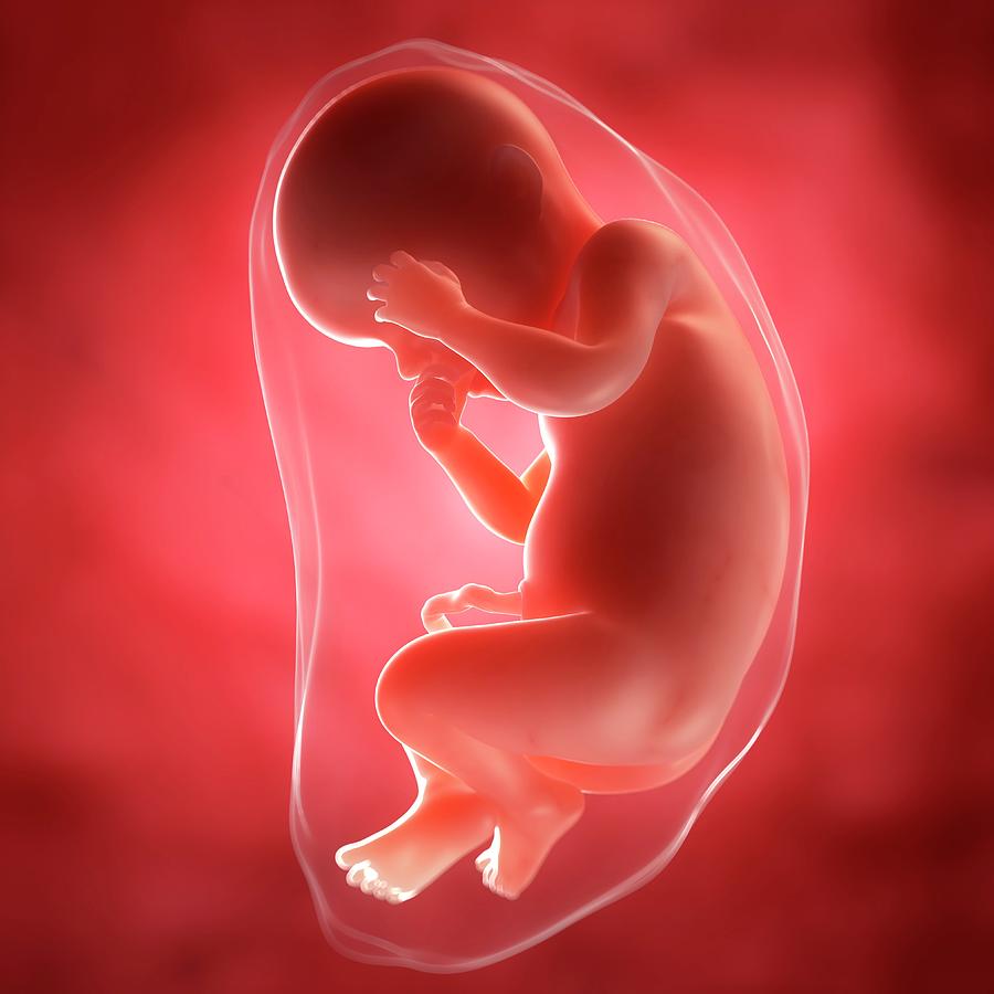 Foetus At 30 Weeks Photograph by Sciepro/science Photo Library - Fine ...