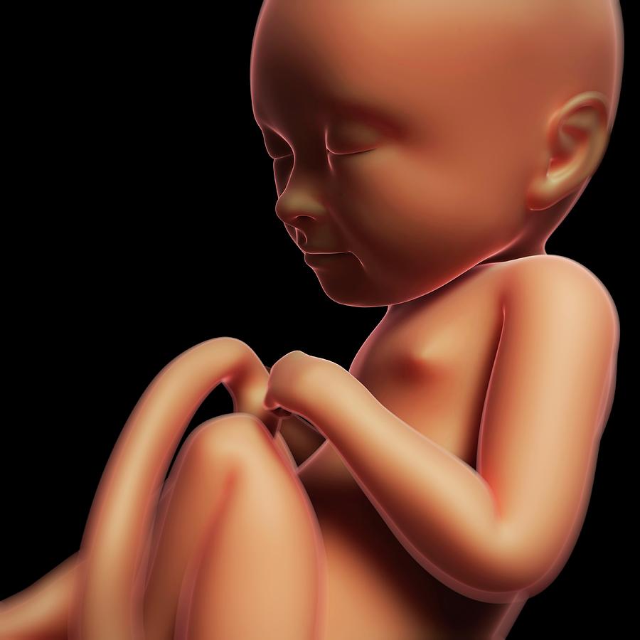 Foetus At 8 Months #2 Photograph by Sebastian Kaulitzki