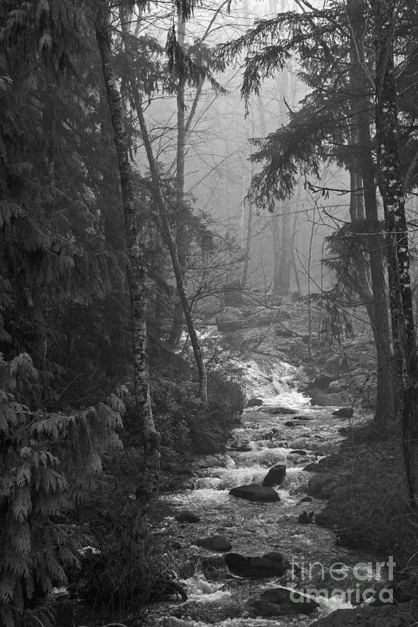 Foggy Creek #1 Photograph by Inge Riis McDonald