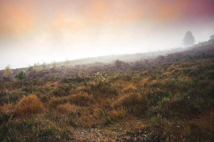 Foggy Misty Autumn Forest Landscape At Dawn Photograph By Matthew ...