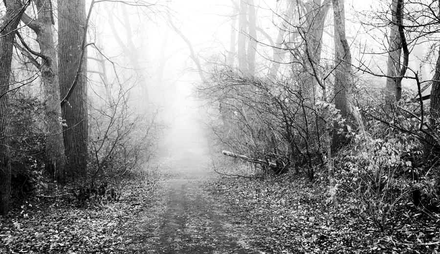 Foggy Morning Woods Montgomery County Pennsylvania Photograph by A Macarthur Gurmankin