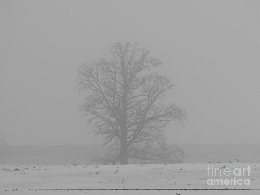 Foggy Oak #2 Photograph by David Bearden