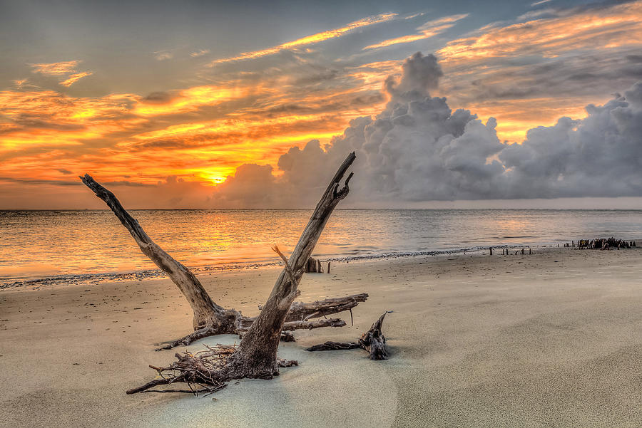Folly Beach Driftwood #2 Photograph by Keith Allen