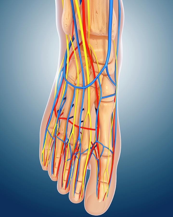 Foot Anatomy #2 by Pixologicstudio/science Photo Library