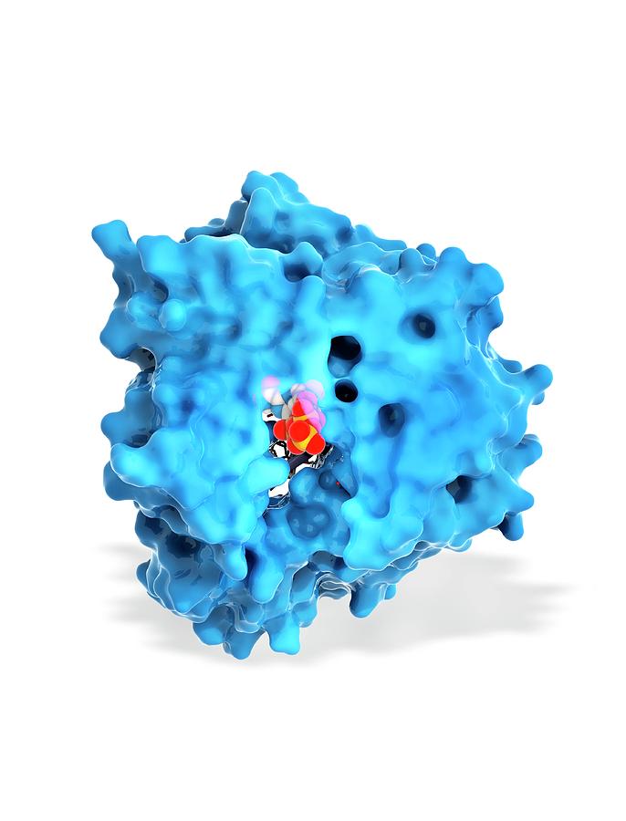 Biochemical Photograph - Foot-and-mouth Disease Virus Drug Complex #2 by Ramon Andrade 3dciencia