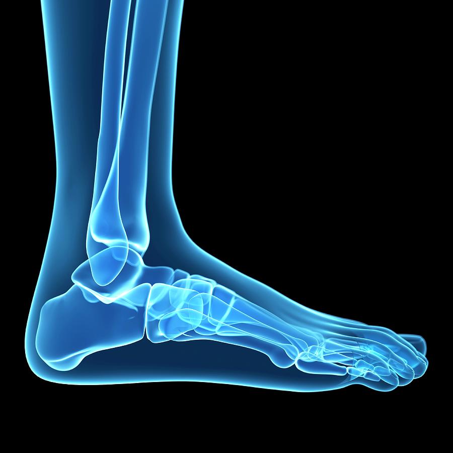 Foot Bones Photograph by Sciepro/science Photo Library | Fine Art America