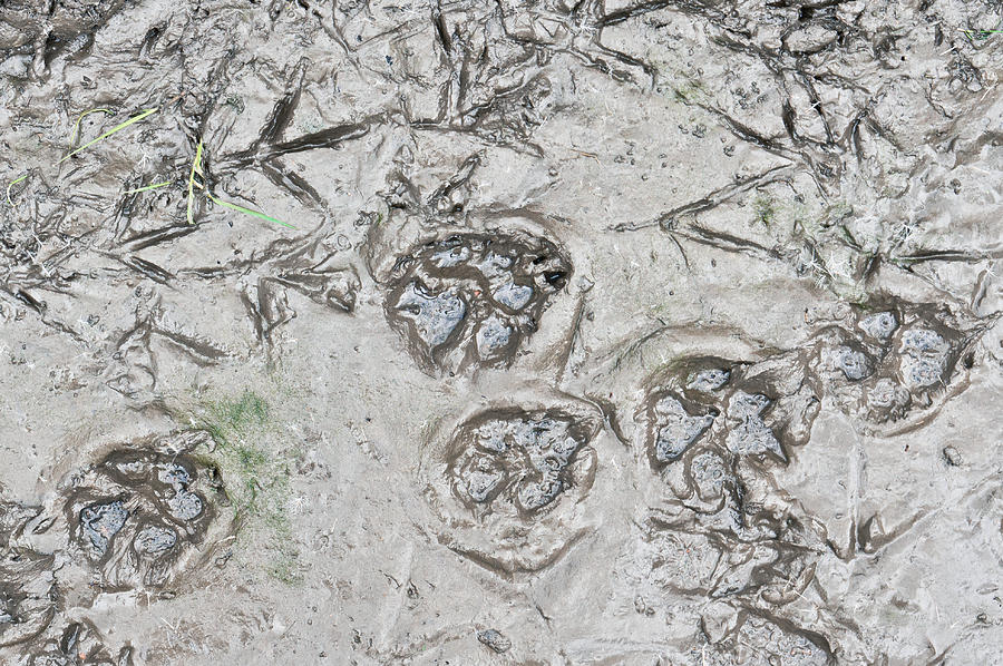 Duck Photograph - Footprints #2 by Tom Gowanlock