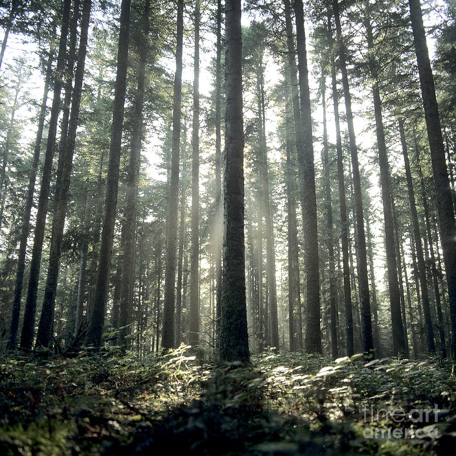 Nature Photograph - Forest #2 by Bernard Jaubert