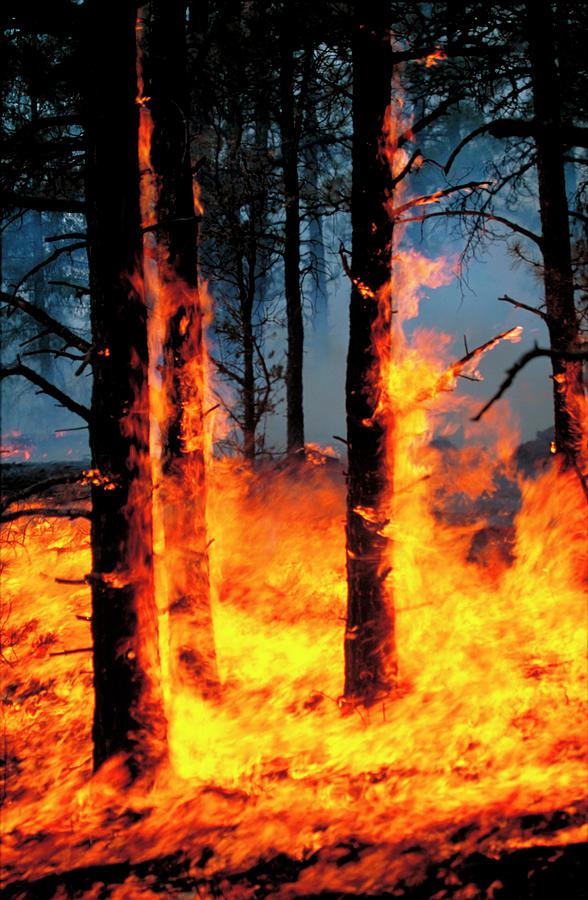 Tree Photograph - Forest Fire #2 by Kari Greer/science Photo Library