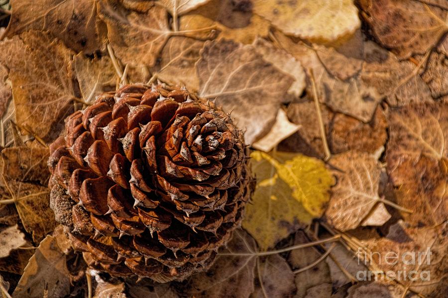 Forest Floor #2 Photograph by Peggy Hughes