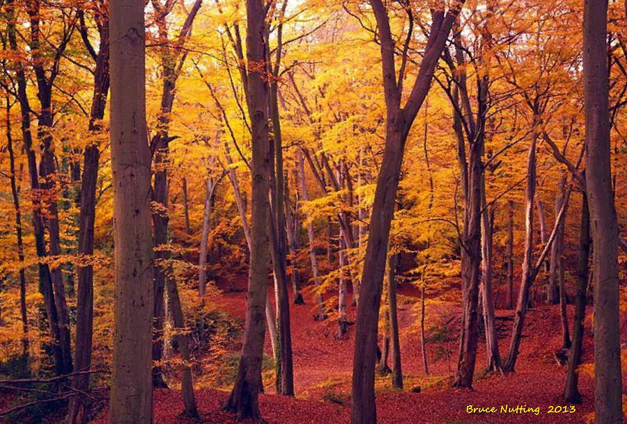 Forest in the Fall #2 Painting by Bruce Nutting