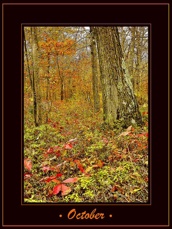 Forest Interior Autumn Pocono Mountains Pennsylvania #2 Photograph by A Macarthur Gurmankin