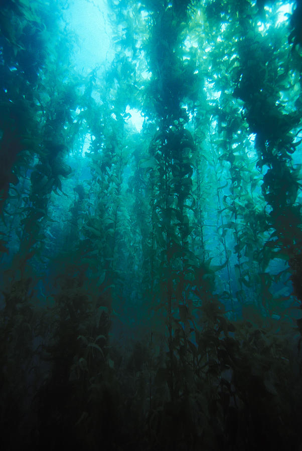 Forest Of Giant Kelp Photograph by Greg Ochocki