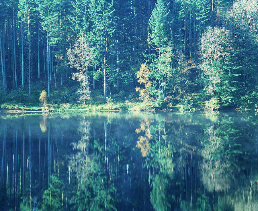 Forest Reflection #2 Photograph by Simon Fraser/science Photo Library