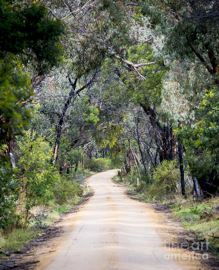 Forest Road #2 Photograph by THP Creative