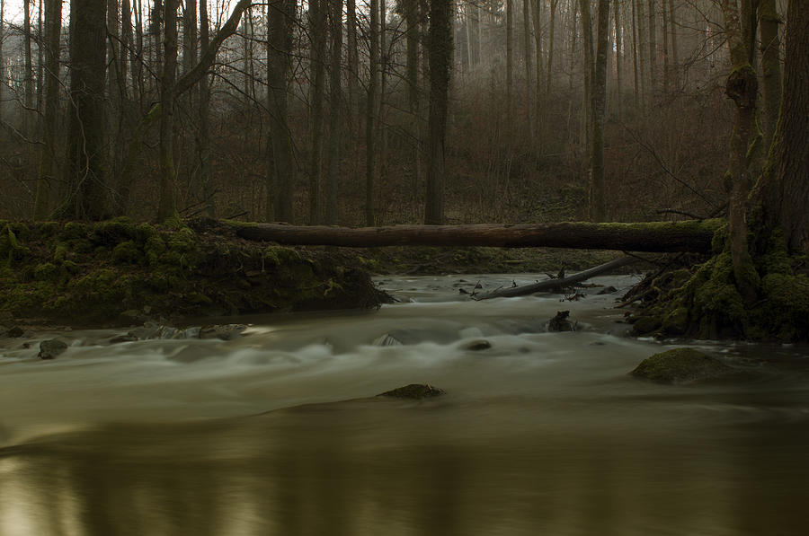 Forest Waters #2 Photograph by Miguel Winterpacht
