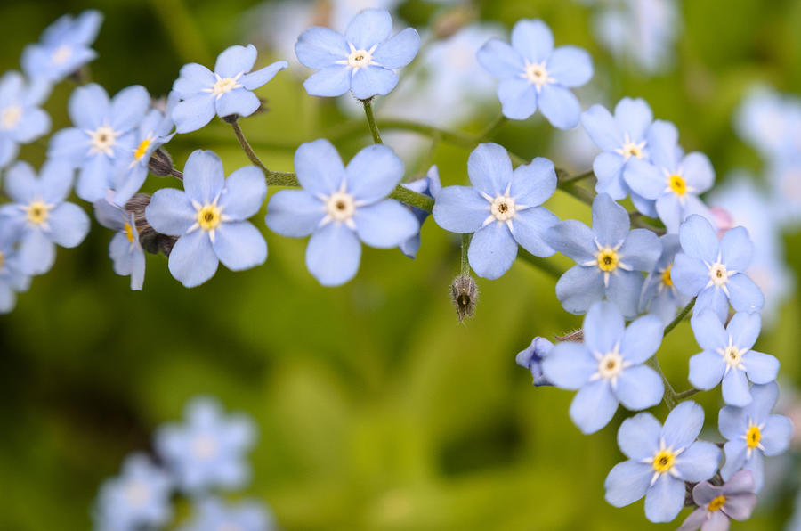 Forget-me-not #2 Photograph by Michael Goyberg