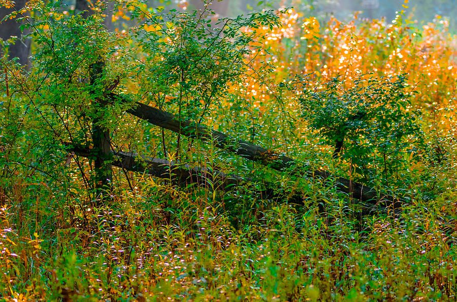 Fall Photograph - Forgotten Fence #2 by Brian Stevens