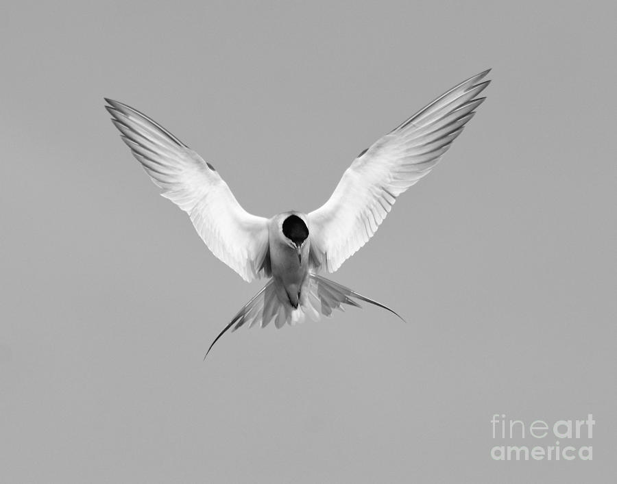 Forsters Tern #2 Photograph by Dennis Hammer
