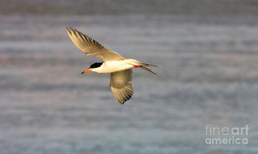 Forsters Tern #2 Photograph by Roxie Crouch