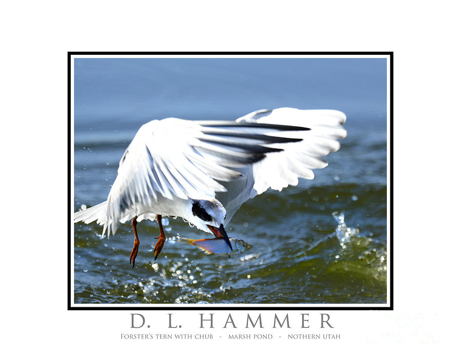 Forsters Tern with Fish #2 Photograph by Dennis Hammer