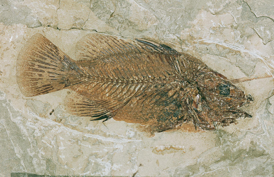 Fossil Fish by Natural History Museum, London/science Photo Library