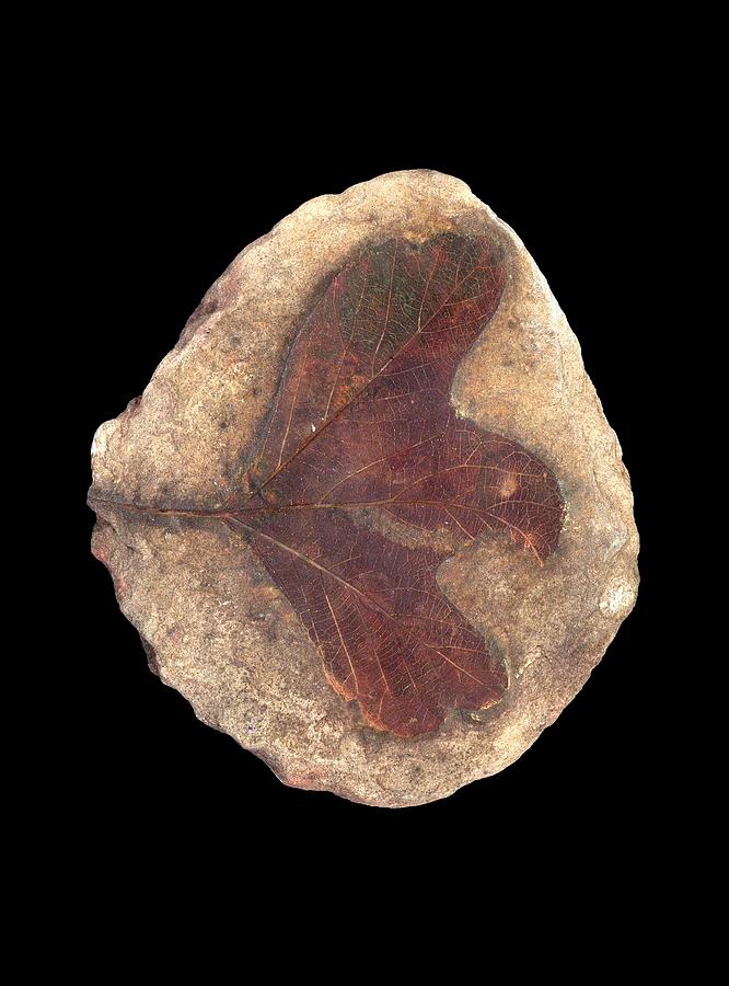 Fossil leaf #2 Photograph by Science Photo Library