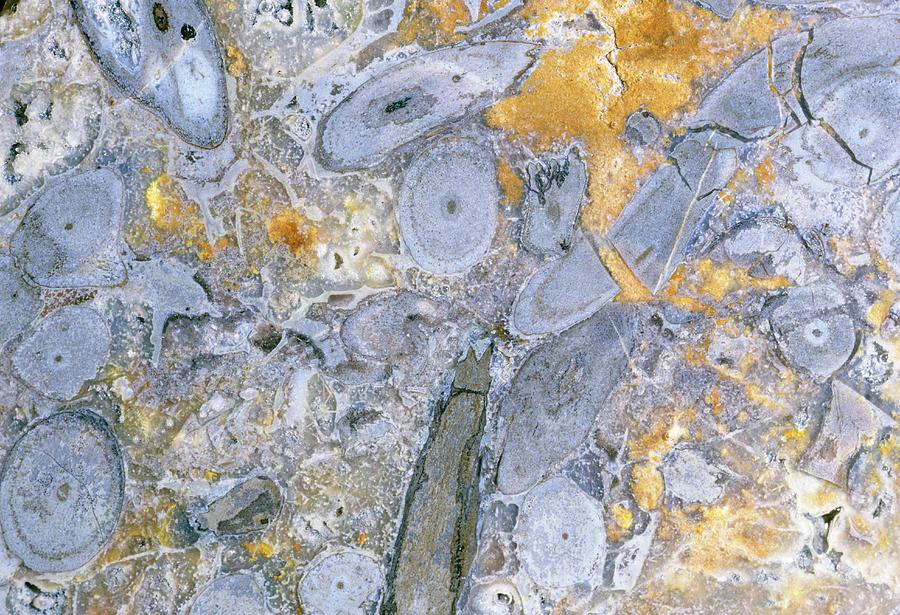 Fossil Plant Stems #2 Photograph by Sinclair Stammers/science Photo Library