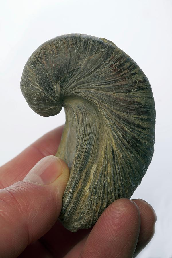 Prehistoric Photograph - Fossilised Extinct Jurassic Oyster #2 by Sinclair Stammers