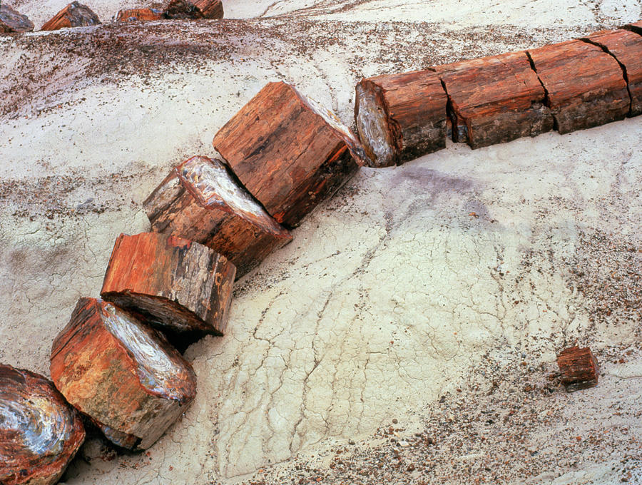 Fossilised Trees In Petrified Forest National Park Photograph by Simon ...