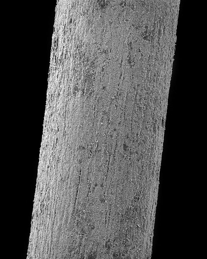 Fossilized Woolly Mammoth Hair #2 Photograph by Dennis Kunkel Microscopy/science Photo Library