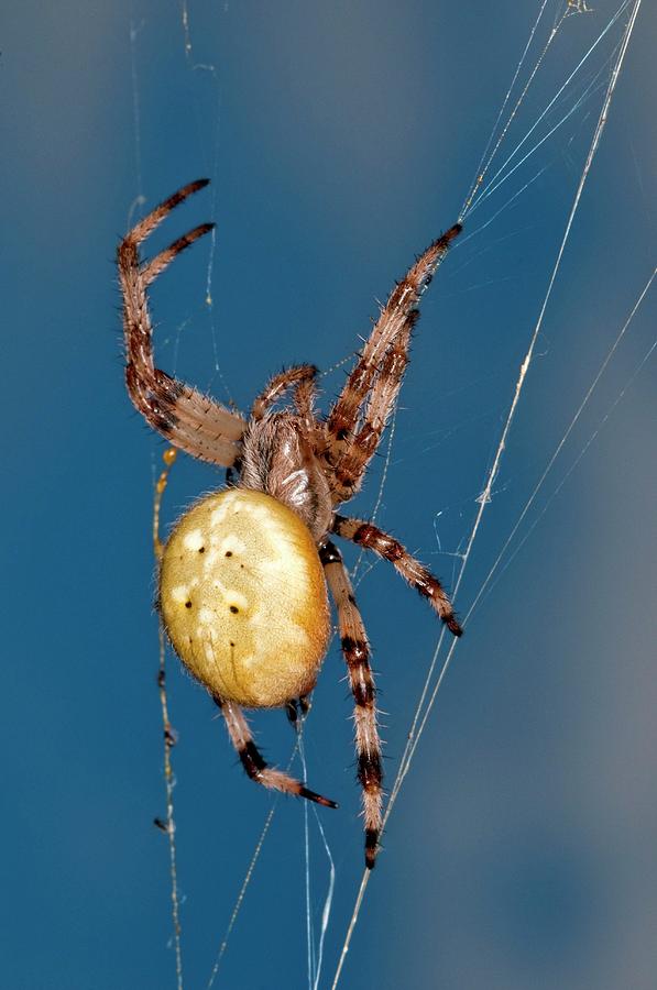 Four Spot Orb Weaver Spider Photograph By Dr John Brackenburyscience