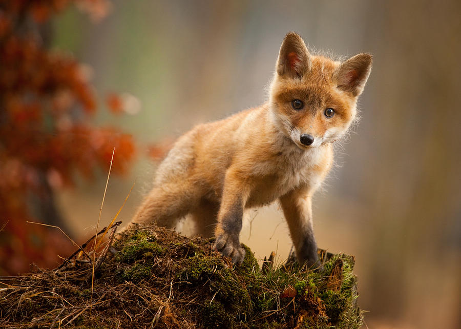 Fox Photograph - Fox by Robert Adamec