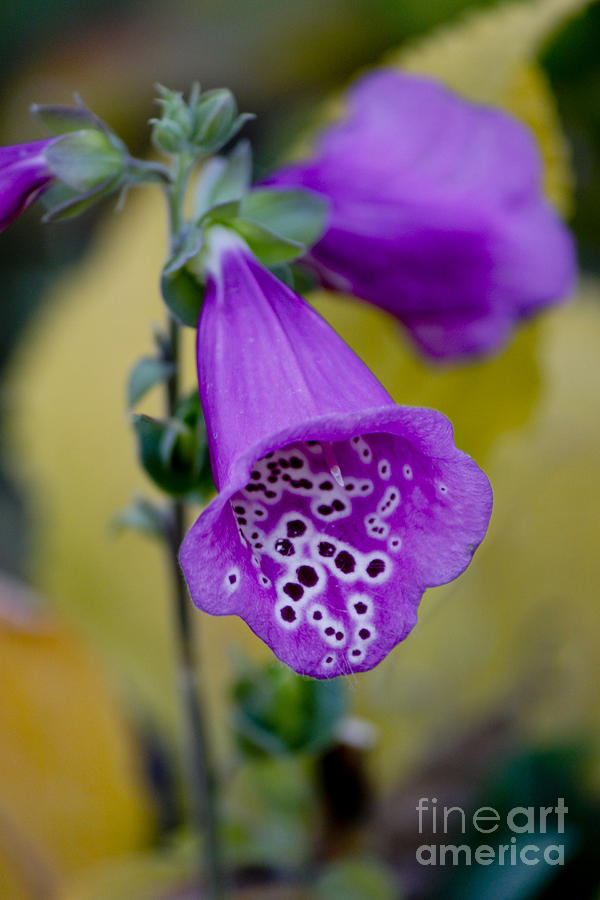 Foxglove Photograph by Ivete Basso Photography
