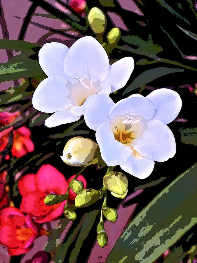 Freesias 1 #2 Photograph by Pamela Cooper