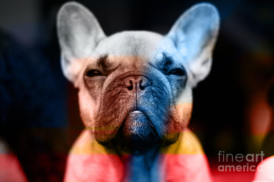 French Bulldog  #2 Mixed Media by Marvin Blaine