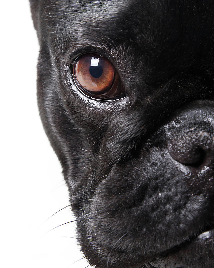 French Bulldog Photograph by Retales Botijero French Bulldog Photograph by Retales Botijero