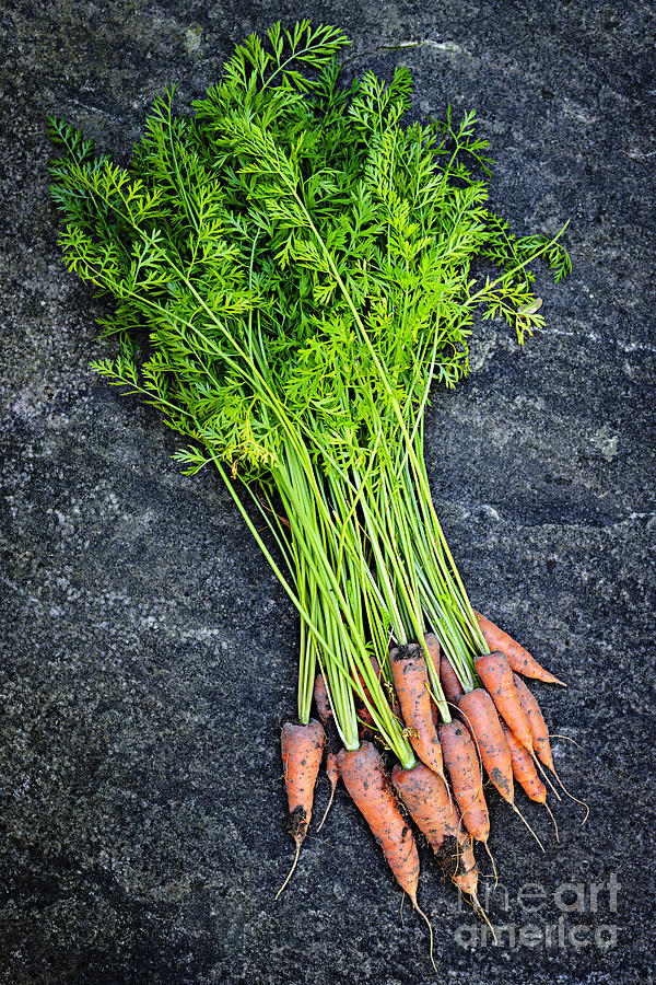 Vegetable Photograph - Fresh carrots from garden 2 by Elena Elisseeva