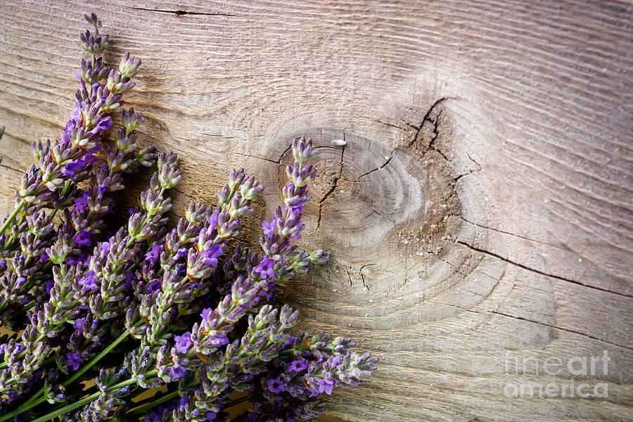 Nature Photograph - Fresh lavender #2 by Mythja Photography