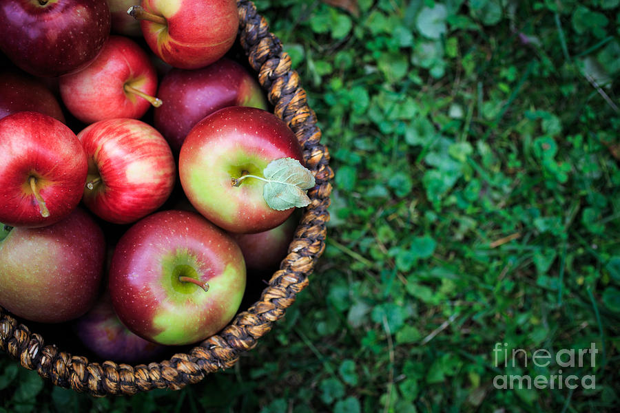 Nature Photograph - Fresh picked apples #2 by Edward Fielding
