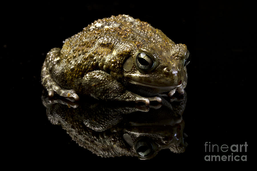 Frog #2 Photograph by Gunnar Orn Arnason