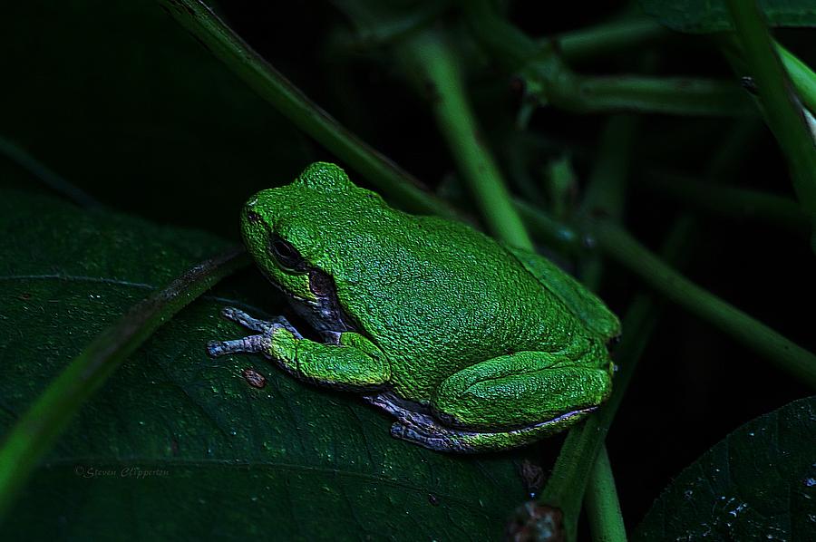 Frog #2 Photograph by Steven Clipperton