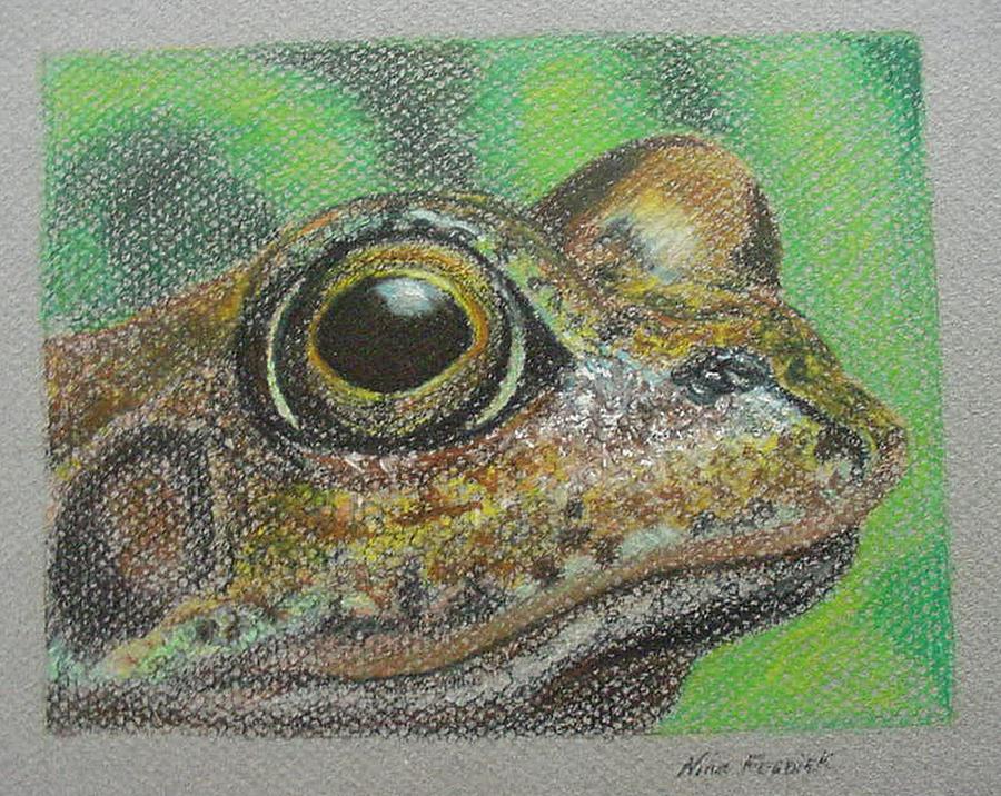 Froggy Drawing by Nina Fosdick