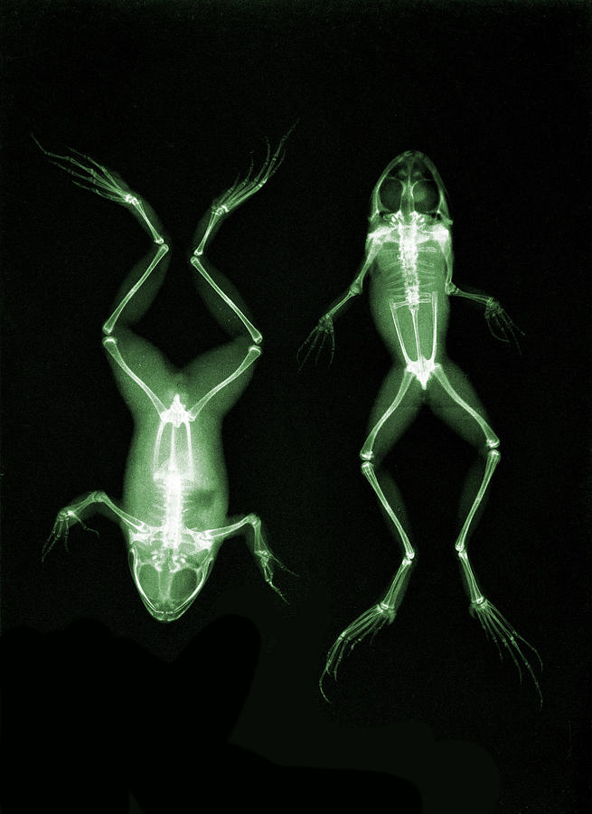 Frogs, X-ray, 1896 #2 Photograph by Science Source
