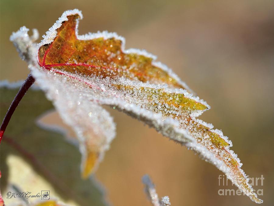 Frosted Maple Leaves #4 Photograph by J McCombie